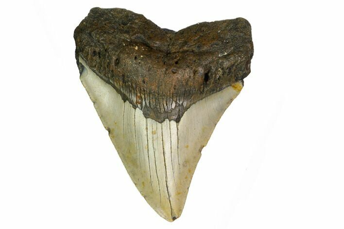 Fossil Megalodon Tooth - North Carolina #166985